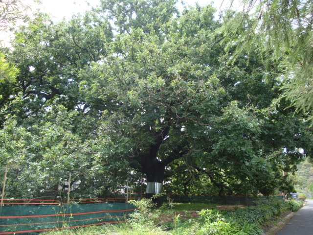 T11502 English Oak