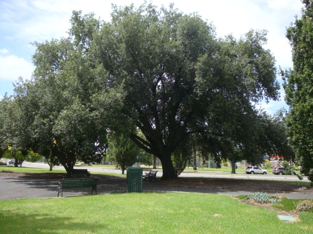 T11503 Quercus ilex