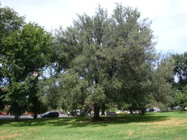 T11504 Holm Oak