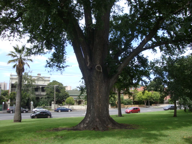 T11505 English Elm