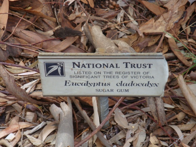 T12009 Eucalyptus cladocalyx