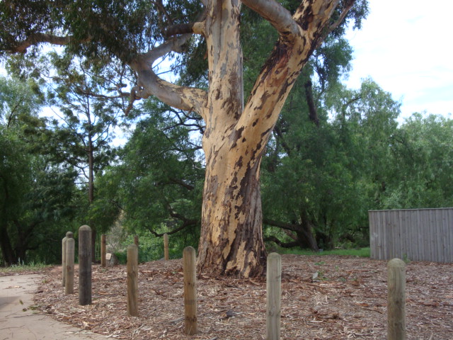 T12009 Eucalyptus cladocalyx