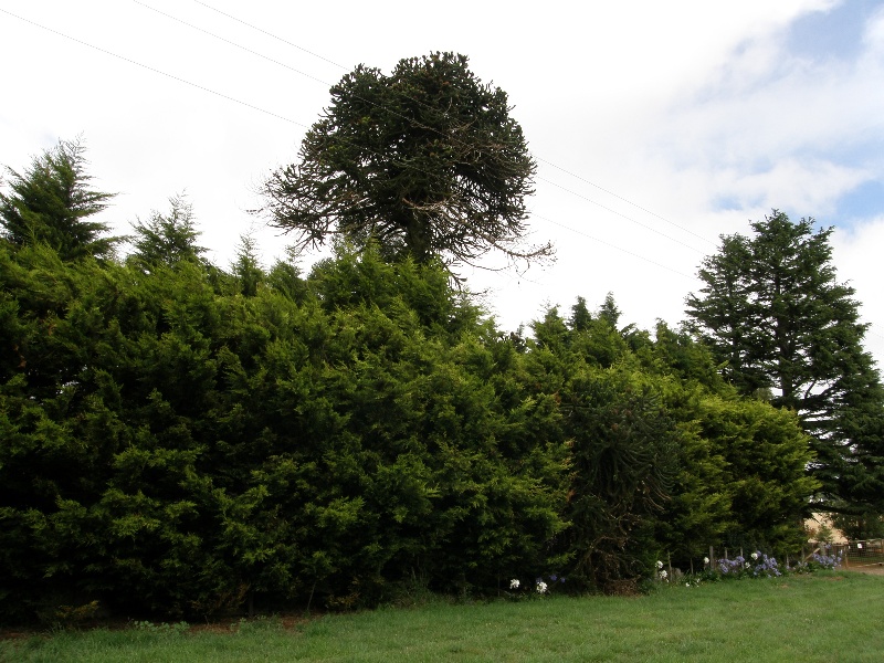 T11513 Araucaria araucana Creswick