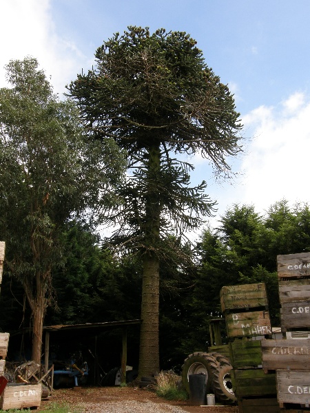 T11513 Araucaria araucana Creswick