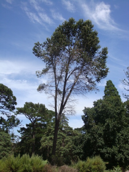 T11617 Pinus quadrifolia Parryana