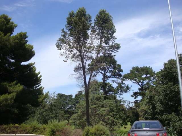 T11617 Pinus quadrifolia Parryana