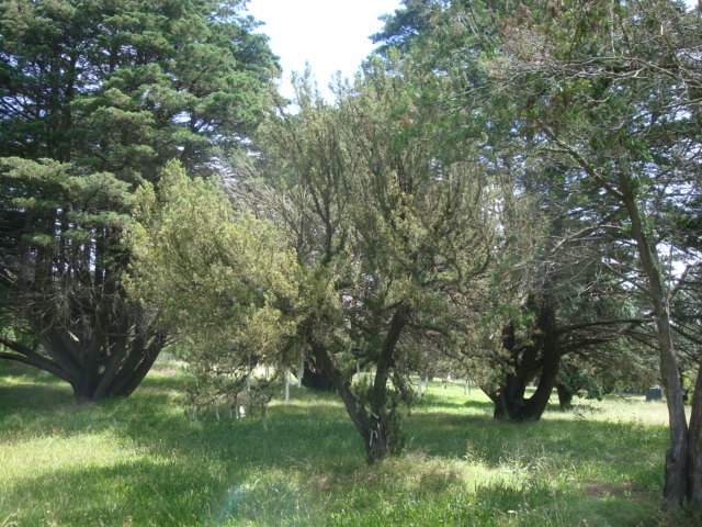 T11614 Juniperus excelsa