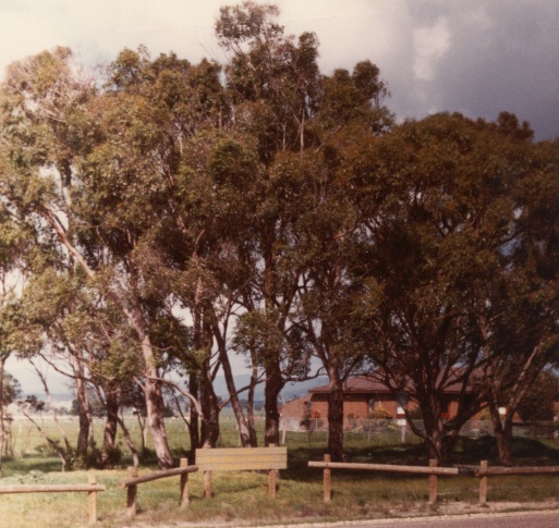 T11096 Eucalyptus yarraensis