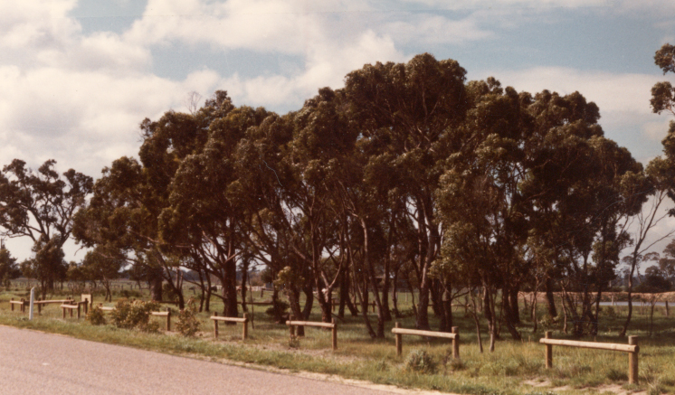 T11096 Eucalyptus yarraensis