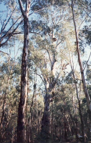 T11490 Eucalyptus camaldulensis