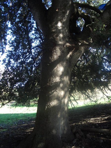 T12144 Quercus ilex