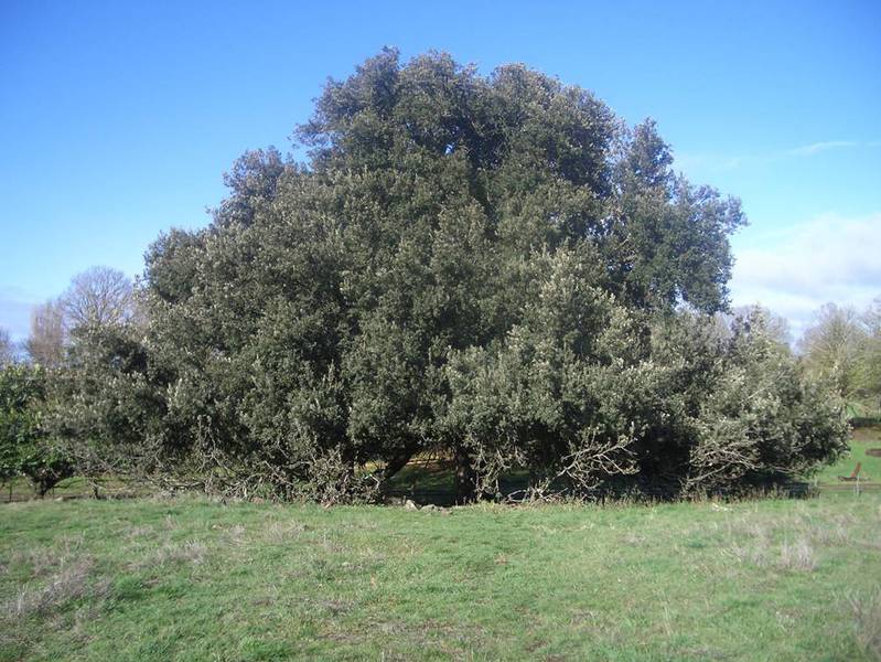 T12144 Quercus ilex