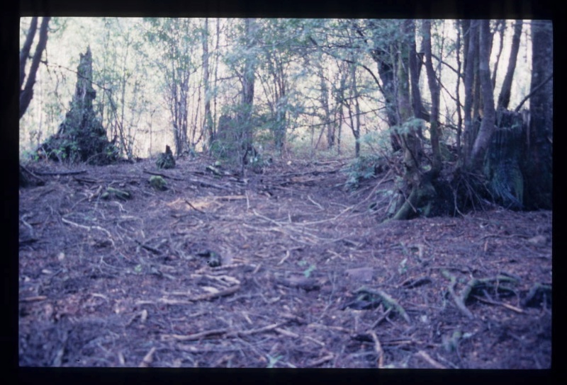 ALSTERGREN'S SAWMILL