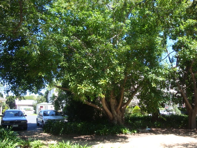 T12051 Ficus virens