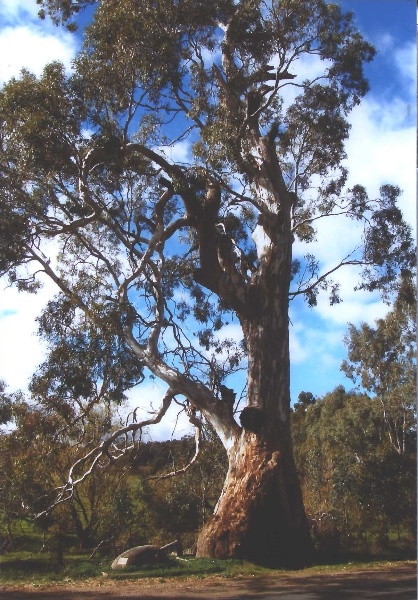 T11162 Eucalyptus camaldulensis