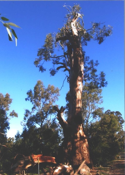 T11162 Eucalyptus camaldulensis after a storm 2011