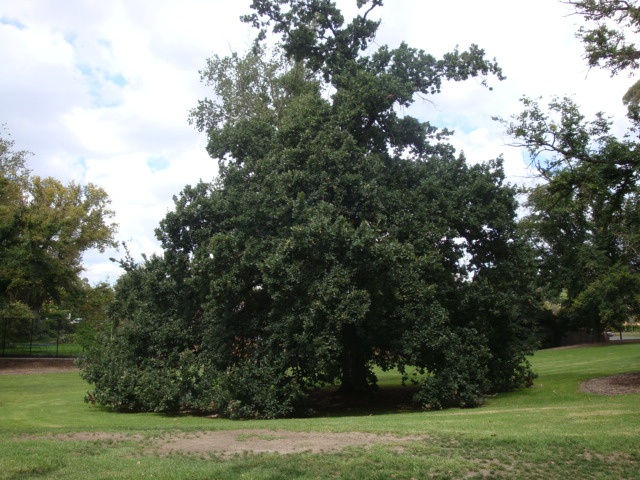 T11827 Quercus macrolepis