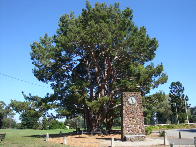 T11394 Pinus brutia