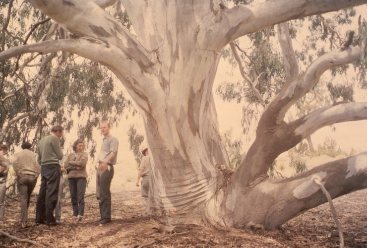 T11539 Eucalyptus camaldulensis