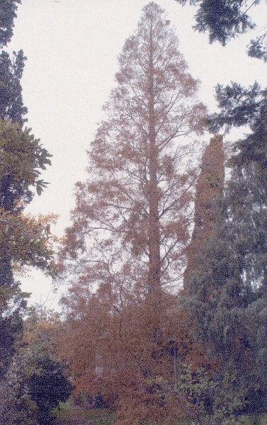 T12098 Metasequoia glyptostroboides