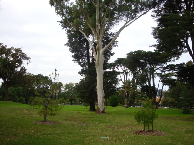 T11856 Eucalyptus grandis