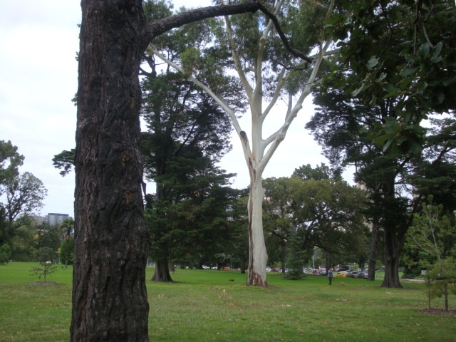 T11856 Eucalyptus grandis