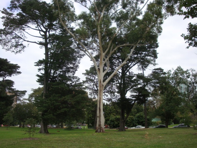 T11856 Eucalyptus grandis