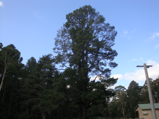 T11337 Pinus radiata