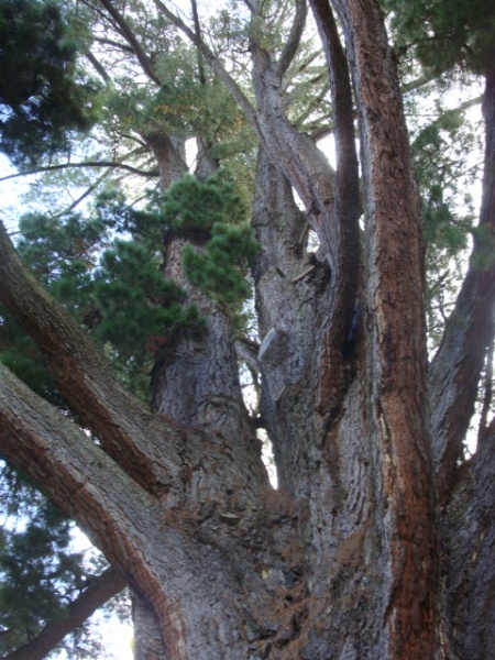 T11337 Pinus radiata