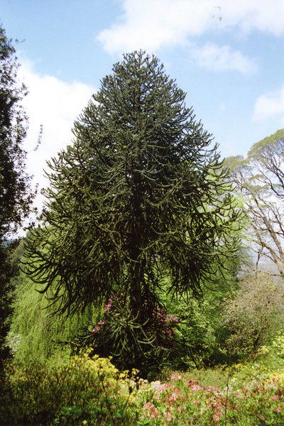 T11675 Araucaria auraucana