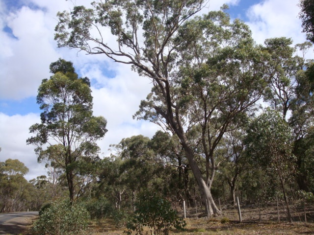 T11420 Eucalyptus microcarpa