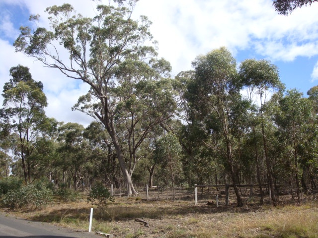 T11420 Eucalyptus microcarpa