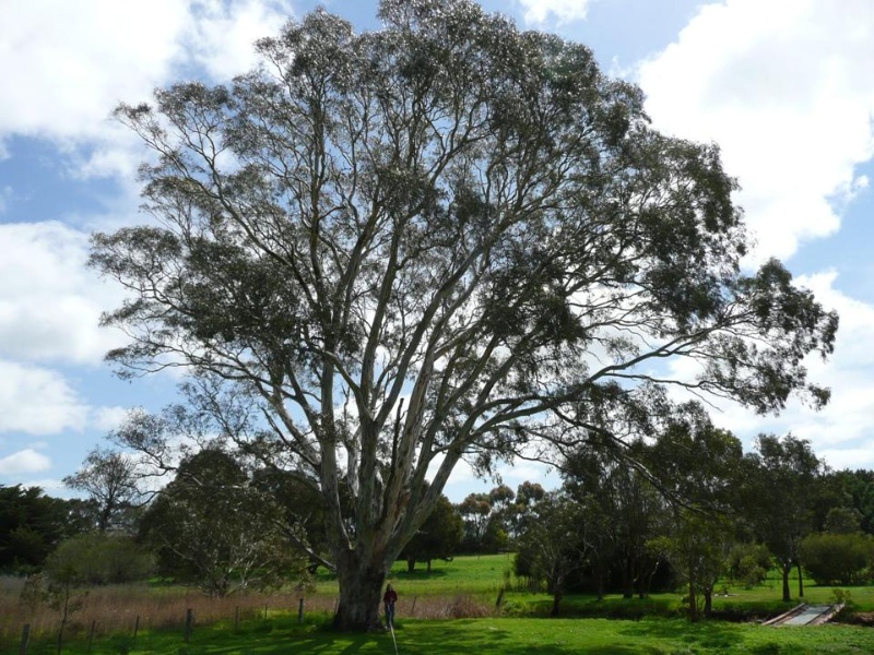 T12124 Eucalyptus camaldulensis