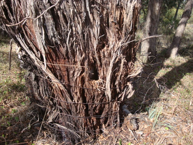 T11161 Eucalyptus melliodora trunk