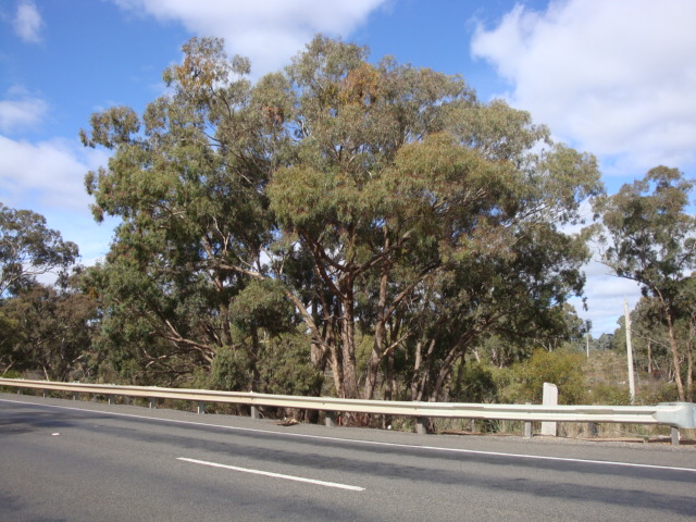 T11161 Eucalyptus melliodora