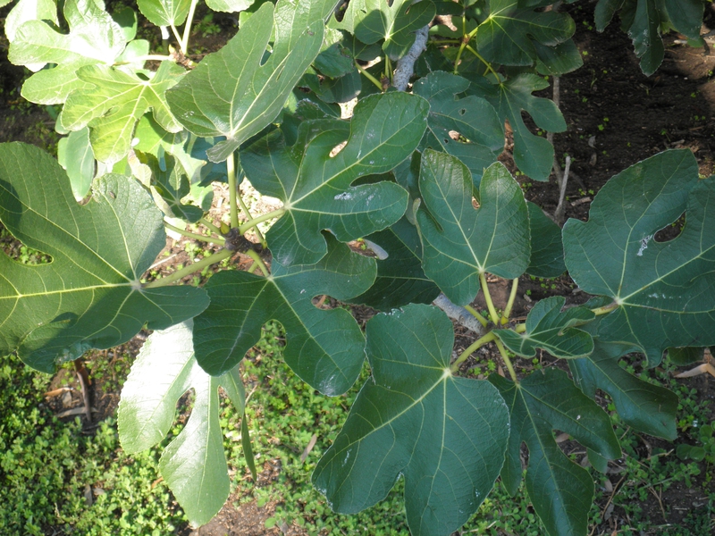 T12097 Ficus carica subspecies carica