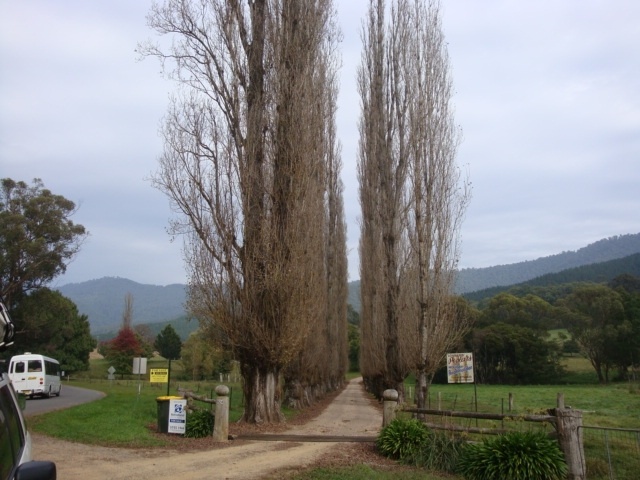 T11399 Populus nigra italica