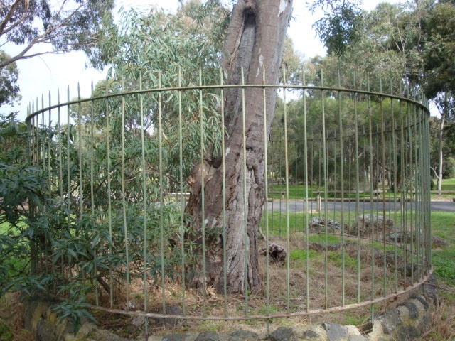 T11082 Eucalyptus camaldulensis