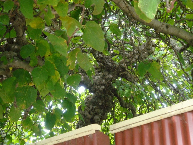 T12076 Ficus palmata