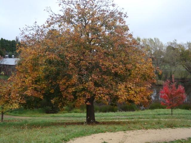 T11436 Acer platanoindes