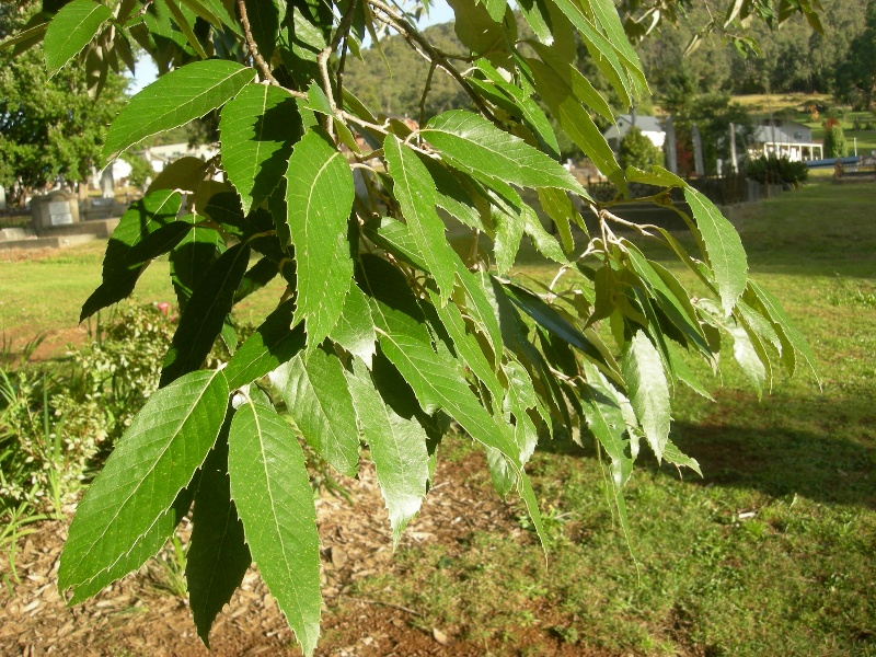 T11401 Quercus leucotrichophora