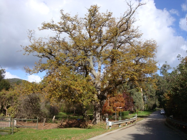 T11766 Quercus robur