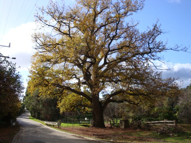 T11766 Quercus robur