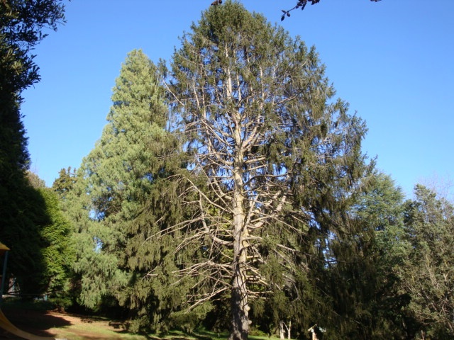 T11133 Norway Spruce