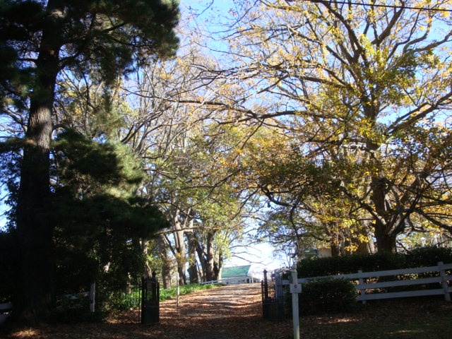 T11060 Quercus robur and Ulmus x hollandica