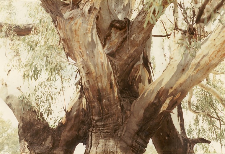 T11175 Eucalyptus camaldulensis
