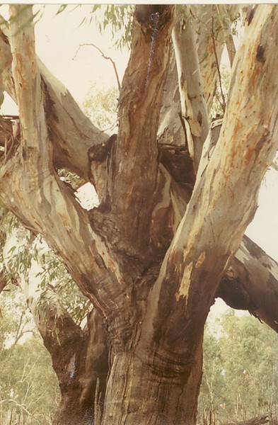 T11175 Eucalyptus camaldulensis