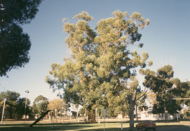 T11176 Eucalyptus cladocalyx