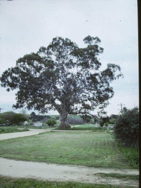 T11002 Eucalyptus camaldulensis