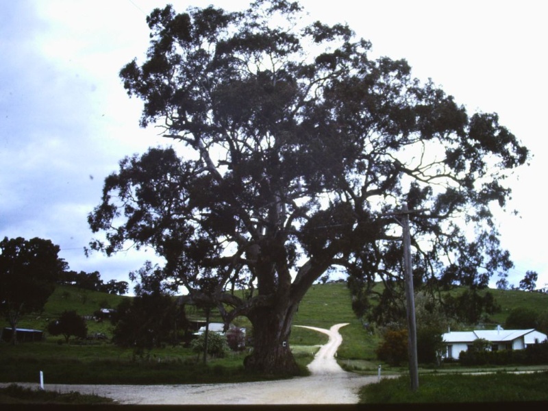 T11002 Eucalyptus camaldulensis